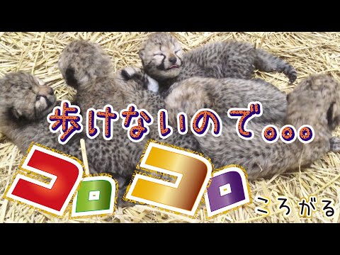 生後4日目～ チーターの赤ちゃん、上手に歩けない時はどうなる