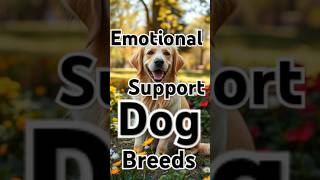 The Support Dogs Who Always Know When You Need Them
