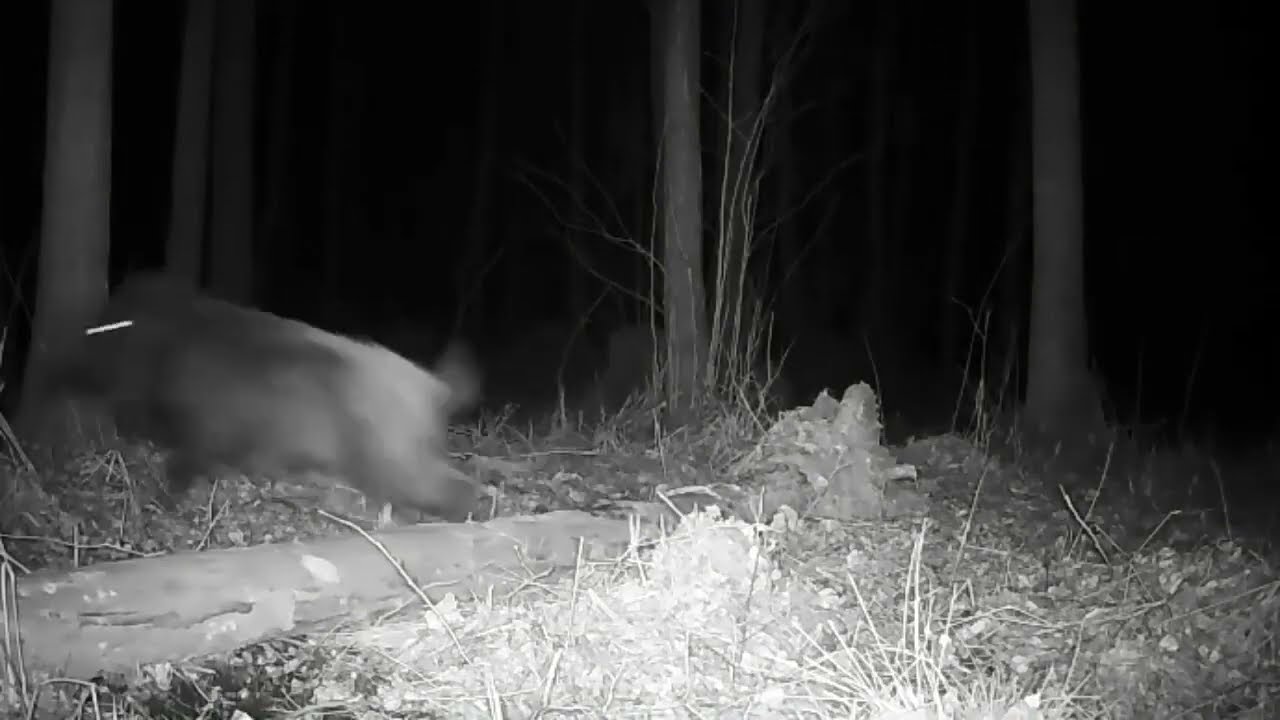 Как кабан чешет жопу.