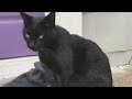 Cat missing for 3 years reunites with owner