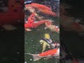 #koi #beautiful #beautful #shortsfeed #koifish #viral #fishbeautiful #fish #koipond