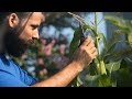 Tons of Vegetables Planted in Tiny Garden - Food Forest