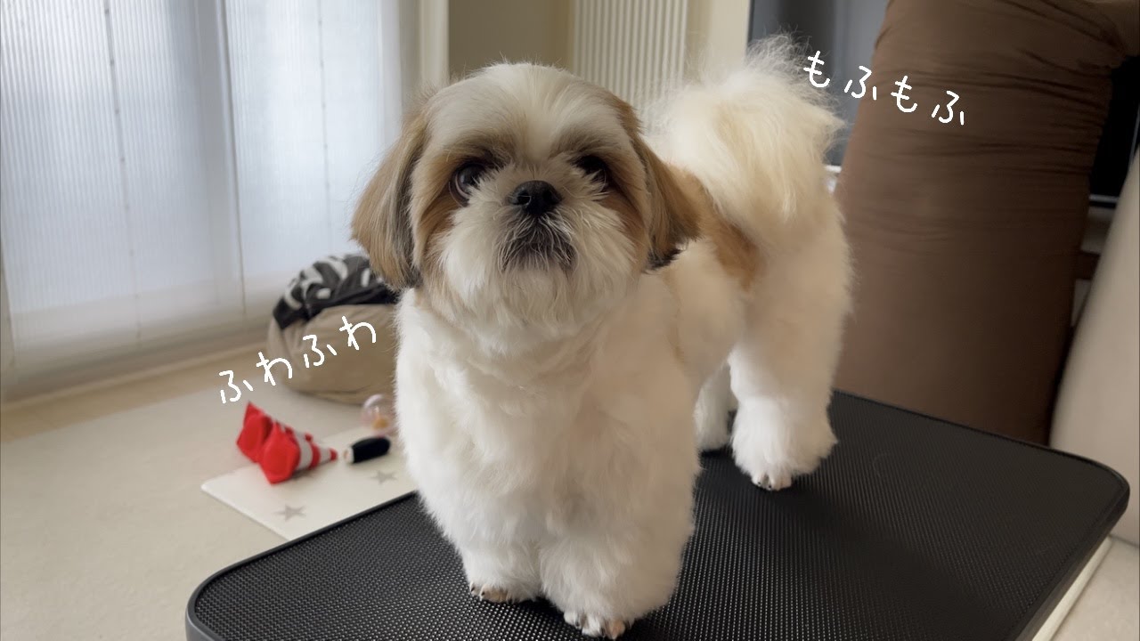 うん〇でたよ〜 シーズー maxresdefault.jpg