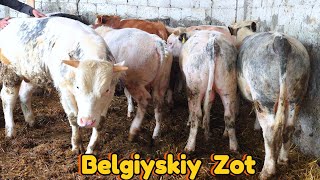 Noyob Belgiyskiy Buqalar Endi Ozbekistonda Korib Mazza Qiling 7-Aprel, 2026