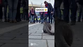 Gattino gioca tra i tifosi #SerieA #gatti #divertente #sora #ai