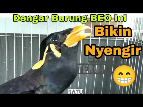 Video: Apa Burung Beo Terbesar Di Dunia?