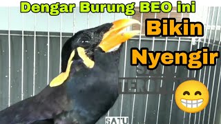 Viral Burung Beo Paling Pintar bicara, Beo Gacor, Beo Hebat, Burung Berkicau Burung Beo Lucu Pintar