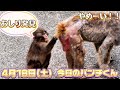 【最新映像】今日のパンチくん がんばれパンチ2026.4.18 市川市動植物園 Punch the monkey