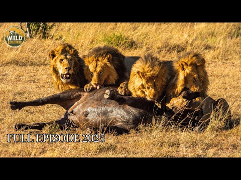 MASAI MARA The Deadliest Migration Nature Ever Created 