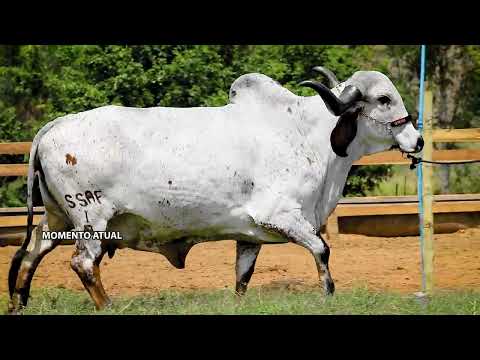 LOTE 03   SSAF 1