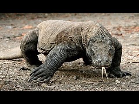 Video: Komodo kertenkeleleri: açıklama ve fotoğraf