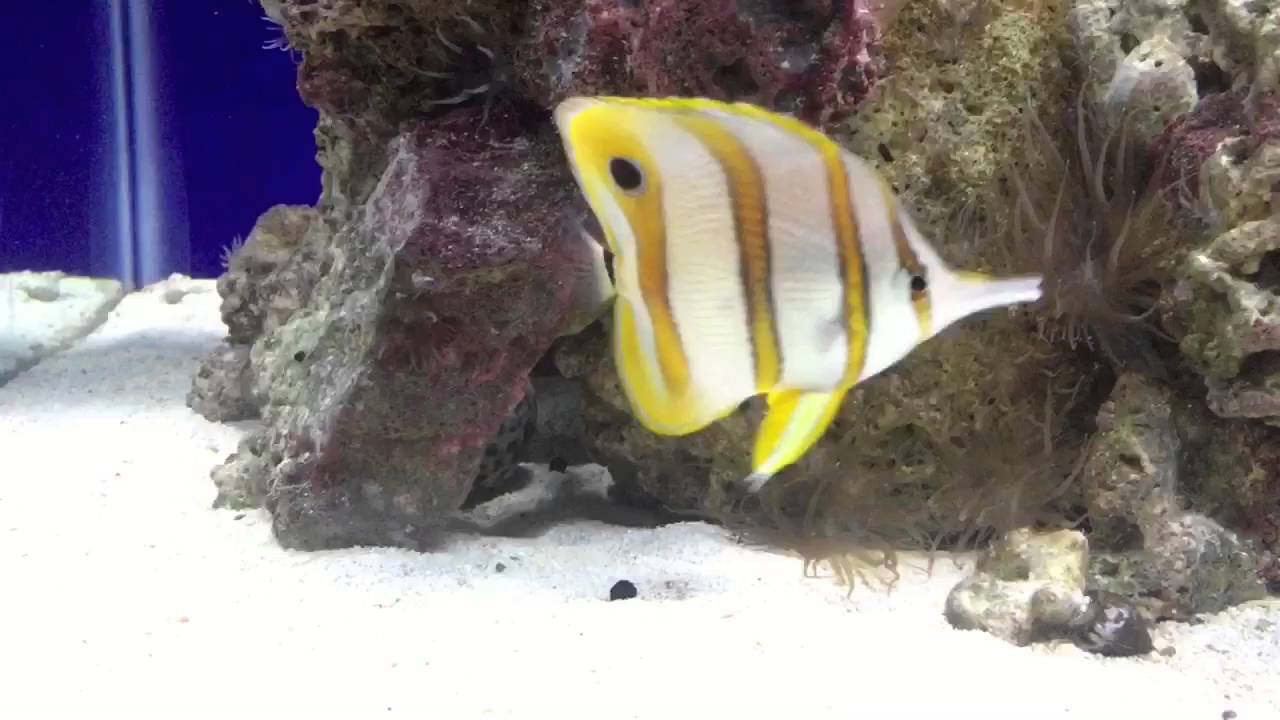 Do Butterfly Fish Eat Shrimp?