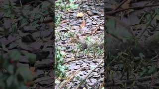 🐿️ Pequeno morador de Bermondsey roubando a cena em Londres 🇬🇧