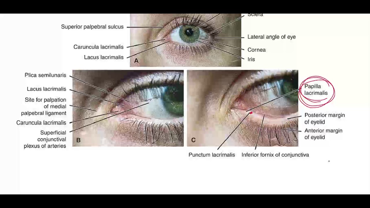 GR2 - Lec 9 - The Orbital region