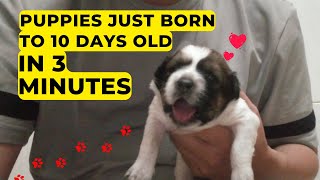 Dog Puppies 012 Months Timeline!