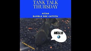 Tank talk Thursday/ Asian bumblebee catfish