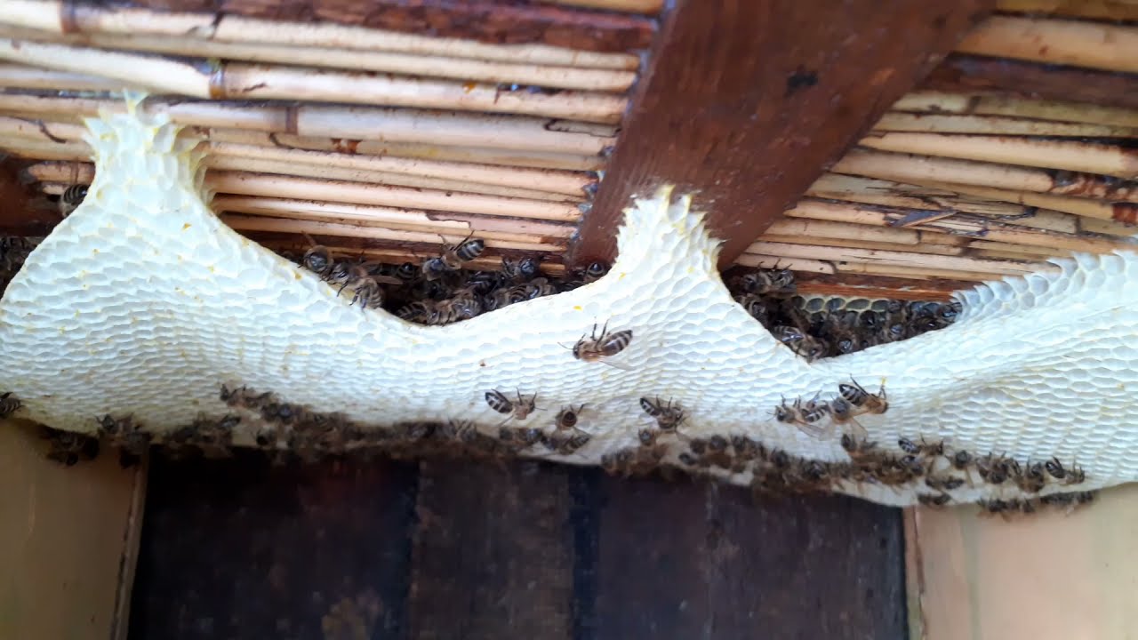 pasieka rodzina pszczela 30 październik 2021