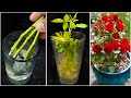 How to Grow Roses From Cuttings Fast and Easy | Rooting Rose Cuttings with Garlic
