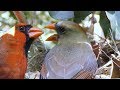 Cardinal Rule - Keep Feeding FYV