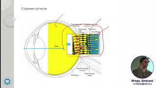5. Телевидение. Зрительная система человека. Строение. Параметры.  Лектор: к.т.н. Власюк И.В.