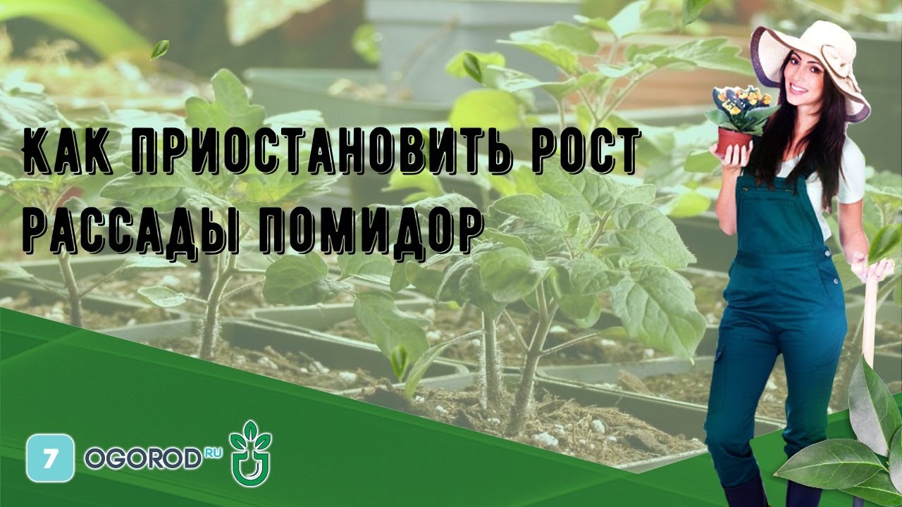 Как замедлить рост рассады томатов. Остановить рост рассады. Как затормозить рост рассады томатов.