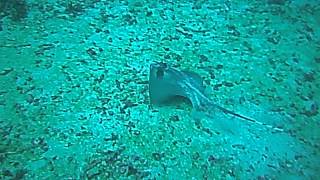 Blue Spotted Ray