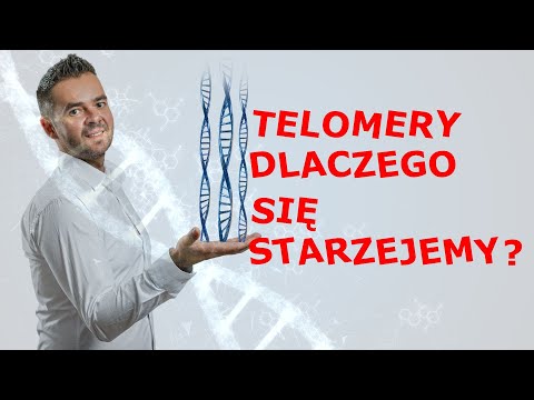 Human Telomeres and the Secret of Longevity: Why Do We Age from a Molecular Biology Perspective?