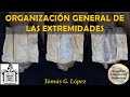 L1.1 | Organización general de las extremidades | Anatomía 2 | FMed UBA