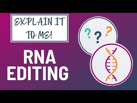 Video: RNA-Editing-basierte Klassifizierung Diffuser Gliome: Vorhersage Der Isocitrat-Dehydrogenase-Mutation Und Der Chromosom-1p / 19q-Codeletion