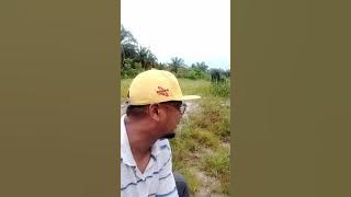 lepaskan ikan puyu atau iwak betik Kali kedua kedalam  kolam
