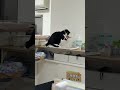 会社猫ふくの日常😸前半は18時半頃社員数人残ってる時の様子で、後半は20時に会長だけが残ってる時の様子です😁#株式会社日章#会社猫 #トラック