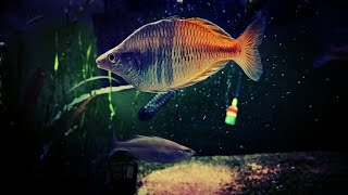 What Rainbowfish Should I Put in My Tank?  My Favorite Rainbows for Every Tank Size!