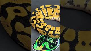 Pastel Double Het. TSK Axanthic DG Ball Python