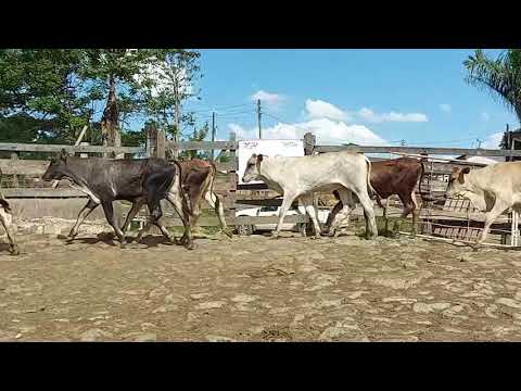 Lote 22 - Leilão Virtual Gado de Corte Avante Pecuária