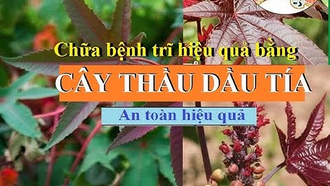 Kỳ diệu - Cây thầu dầu tía chữa bệnh trĩ hiệu quả