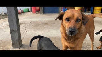 iPhone 11 with ZhiYun Smooth 4 - Video test.