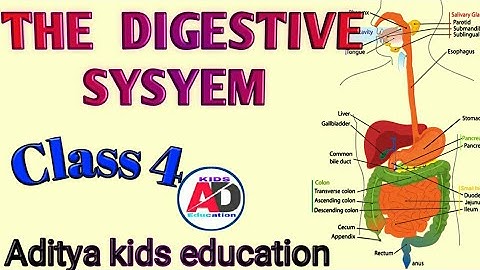 The Digestive System || Class 4 || Science