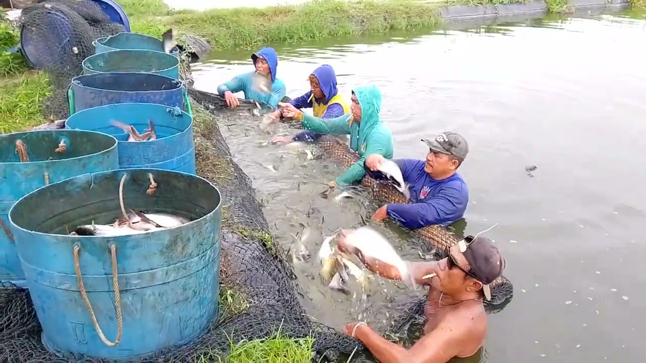 Seleksi ikan patin cara manual