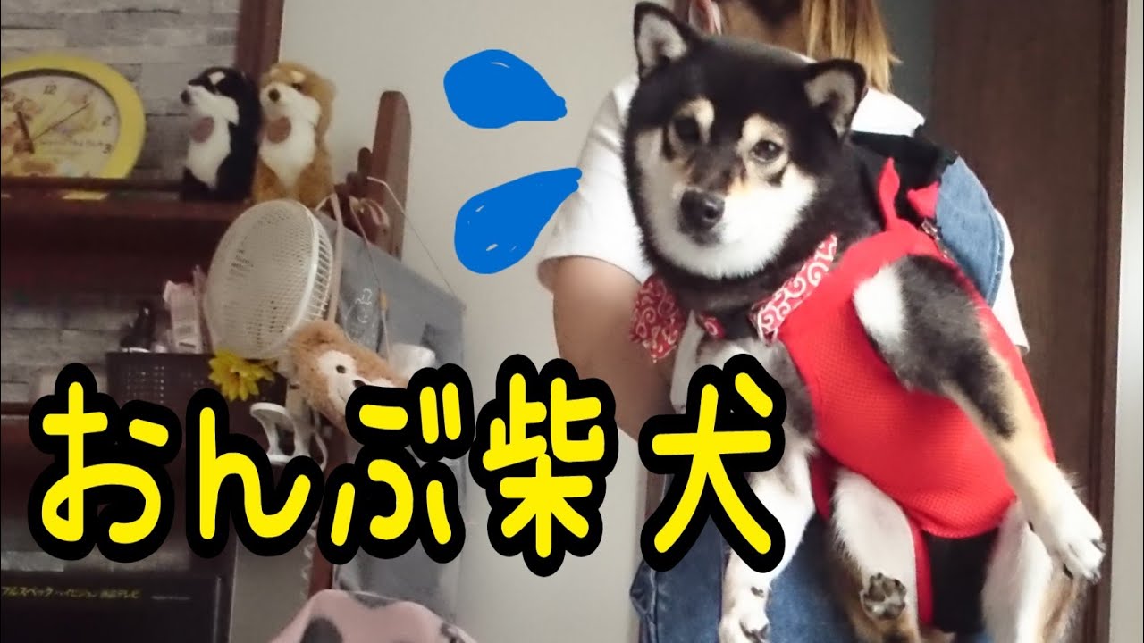 おんぶ柴犬 掃除機に噛みついたおてん娘の行く末 Youtube おんぶ柴犬 掃除機に噛みついたおてん娘の行く末 Youtube