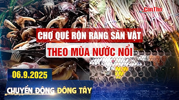 Chợ quê rộn ràng sản vật theo mùa nước nổi | Chuyển động Đông Tây 06.9.2025 | THTPCT