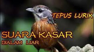 MASTERAN MURAI BATU, CUCAK HIJAU, KACER TEPUS LURIK |birds singing| |birds training|