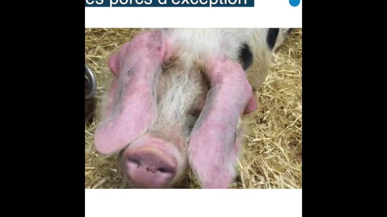 Salon de l'agriculture : tout savoir sur le bruit du cochon