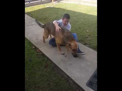 Boy Bursts Into Tears As He Reunites With His Missing Dog