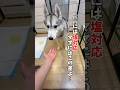 ママとパパで態度が違いすぎる犬#ハスキン一家#ハスキン#シベリアンハスキー#ハスキー#大型犬#husky#dog#shorts #ショート