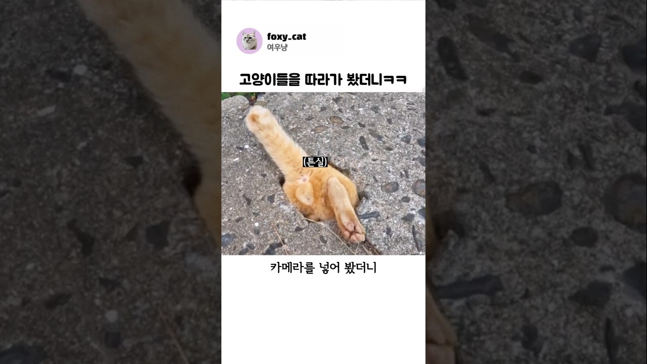 고양이들을 따라가 봤더니ㅋㅋ