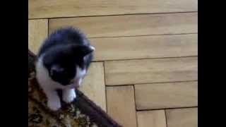 Koty, Małe Koty, Śmieszne, Zabawne,Kochane Kotki Psotki