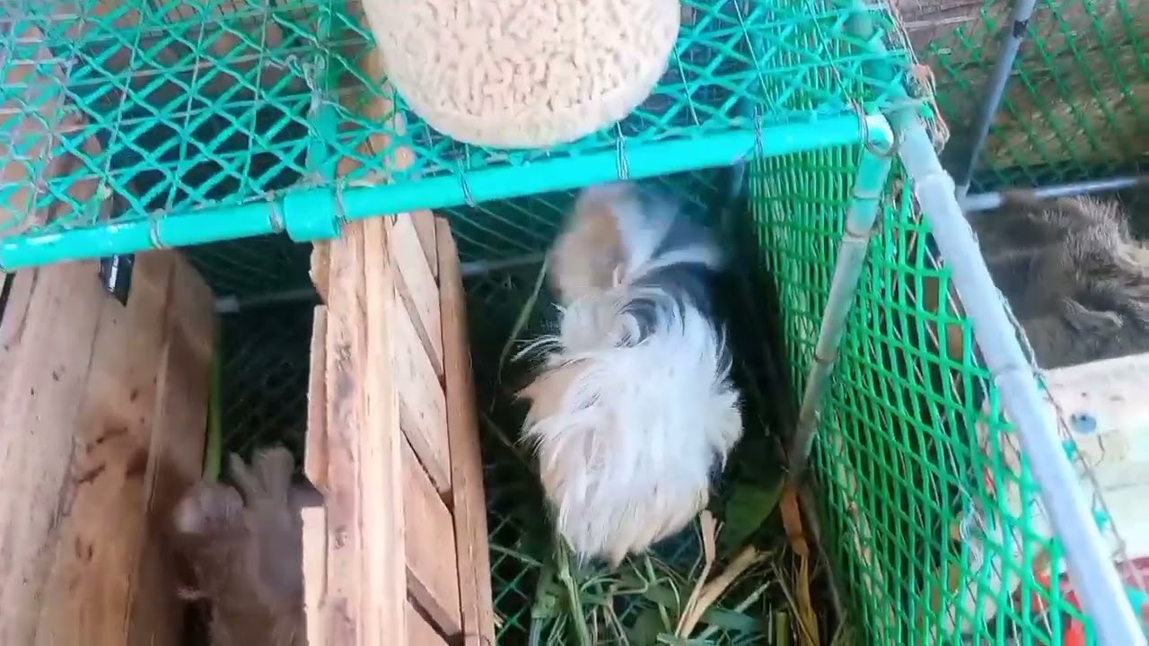 INTEGRA 3000 (PELLET) | Pet Me 