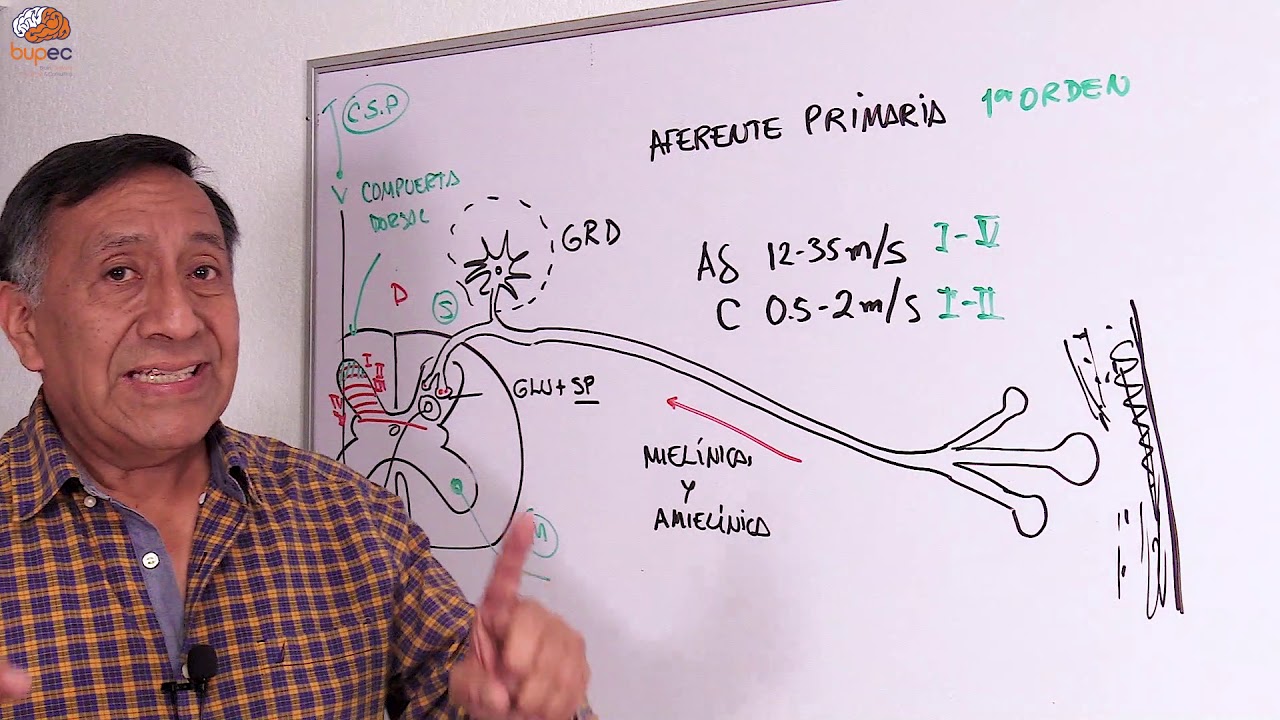 Dolor|Dr. Eloy Meléndez Aguilar|Fisiología|Parte 1