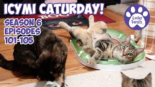ICYMI Caturday! * Lucky Ferals S6 Episodes 101  105 * Cat Videos Compilation  Feral Kittens
