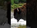 Bison
